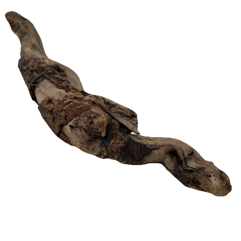 Curved California Coast Driftwood Branch – Sinuous Form 19” Natural Wood